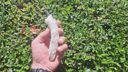 Rams Horn Selenite